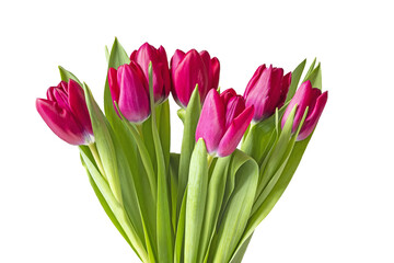 Bouquet of red tulips on a light background.  Isolate on white. PNG


