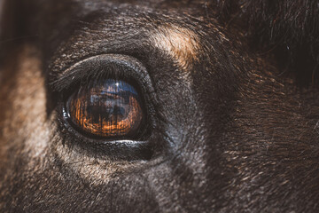 Pferd | Detail | Auge
