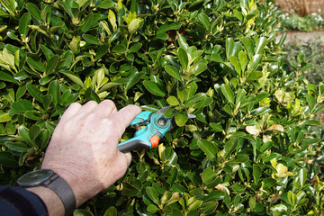 Pruning with a secateurs the Evergreen spindle, Japanese spindle (Euonymus japonicus) in the end of the winter in the Netherlands. March