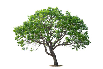Fototapeta na wymiar Tree on transparent picture background with clipping path, single tree with clipping path and alpha channel