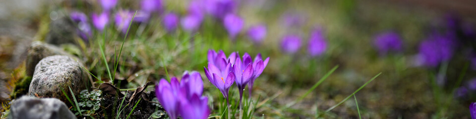 Krokus (Crocus) auf Schönem Banner mit verschwommenem Hintergrund. Bekannt sind sie im Frühling. Krokusse mit kleinen Blüten haben Ihre Blütezeit im Spätwinter zu Ostern von Februar bis März.