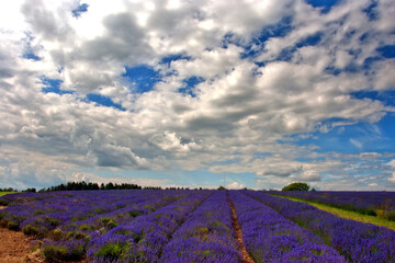 Lavender Field Summer Flowers Cotswolds England