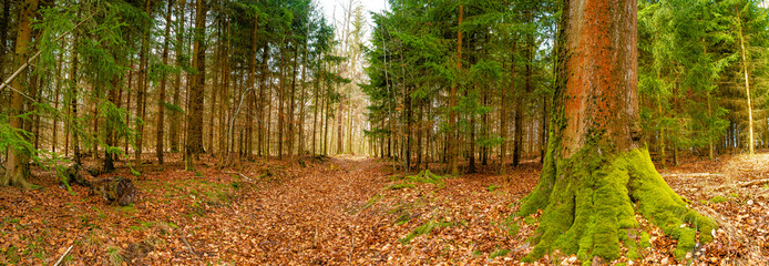 Panoramic view over a forest track in magical deciduous and pine forest with ancient aged trees...