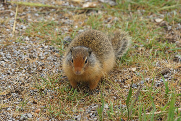 Ground Squirrel on the ground