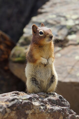 Curious Ground Squirrel Chimpunk standing on a Rock