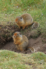 Ground Squirrel family in their home