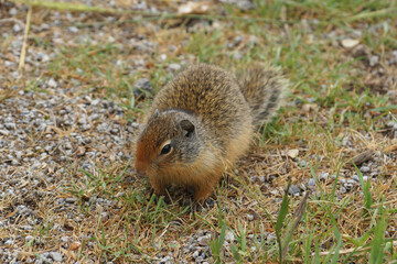 Ground Squirrel on the search for Food