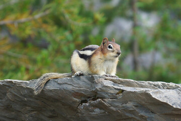 Ground Squirrel sitting on a Rock in Canada - obrazy, fototapety, plakaty