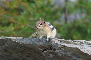 Ground Squirrel sitting on a Rock in Canada