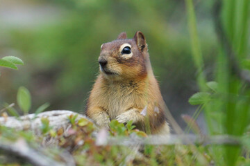 Naklejka na ściany i meble Ground Squirrel Chipmunk sitting on Rock in National Park Alberta Canada