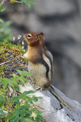 Ground Squirrel Chipmunk sitting on Rock in National Park British Columbia Canada