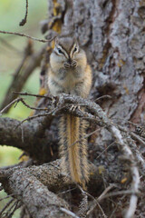 Chipmunk sitting on a Tree eating Nuts Wildlife Canada British Columbia Alberta National Park Rodent Ground Squirrel