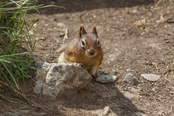 Ground Squirrel Chipmunk on the Ground