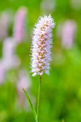 Close-up view of a pink meadow bloom, Bistorta officinalis