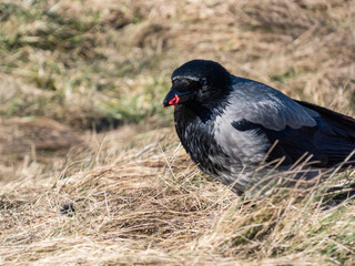 Fototapeta premium The hooded crow (Corvus cornix) eating its prey in dry grass. Bird tearing a small mammal in pieces and eating it