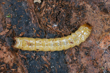 Pytho depressus larva of this beetle (Pythidae family) on under pine bark. View of upper side of the body.