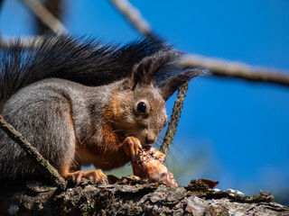 Close-up shot of the Red Squirrel (Sciurus vulgaris) sitting on a tree branch and holding in paws a pine cone in sunlight with blue sky in background