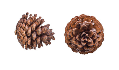 Pine cone on transparent. Top view