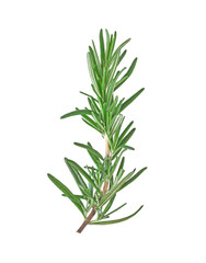 Rosemary on transparent png. Top view