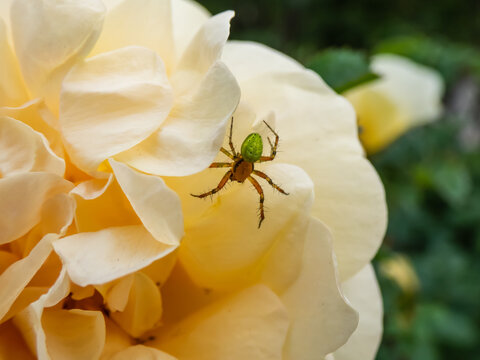 Close-up of the cucumber green spider (Araniella cucurbitina) on a yellow flower petal of a rose in a garden