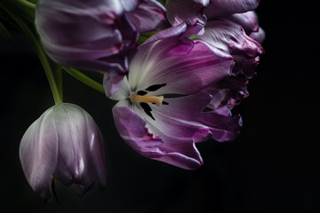 Tulips on a black background, purple petals close-up.