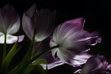 Tulips on a black background, purple petals close-up.