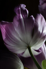 Tulips on a black background, purple petals close-up.
