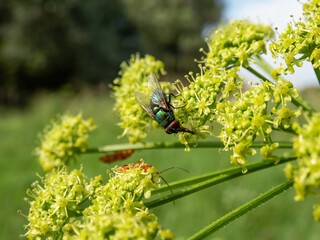 Close-up of the adult Common greenbottle, green blow fly (Lucilia caesar) sitting on a green plant surrounded with green vegetation in summer