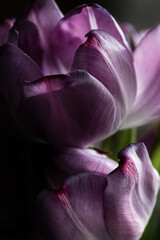 Tulips on a black background, purple petals close-up.