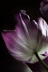 Tulips on a black background, purple petals close-up.
