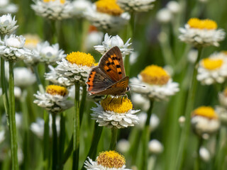 The small or common copper (Lycaena phlaeas). The upperside forewings are a bright orange with a dark edge border and eight nine black spots. The hindwings are dark with an orange border