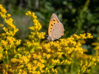 The small or common copper (Lycaena phlaeas) with closed wings from the side on a yellow flower in summer