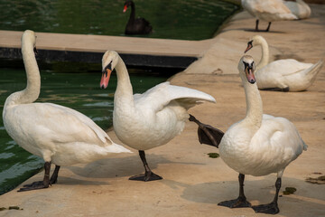 Cygnus Olor on the lake
