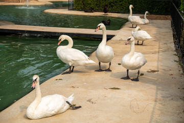 Cygnus Olor on the lake
