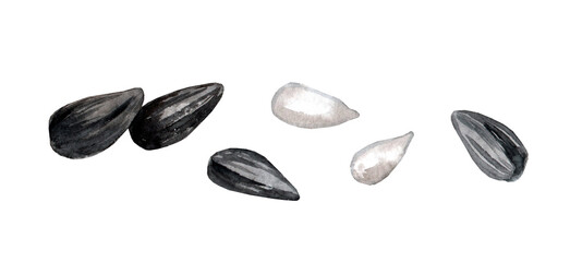 Sunflower seeds set watercolor illustration isolated on white background