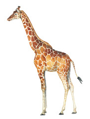 Watercolor giraffe stands on a white background