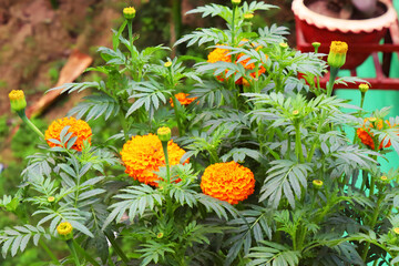 Orange marigold flowers are bright and vibrant with a distinctive aroma that is often described as spicy or pungent. These hardy annual plants are easy to grow and are often used for borders.