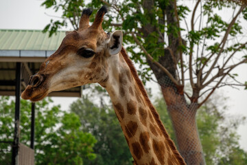 Naklejka premium A Giraffe standing in the Zoo