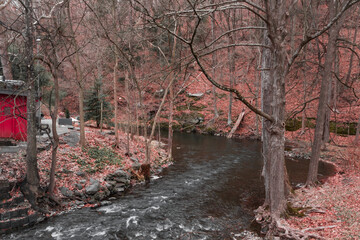autumn in the forest
