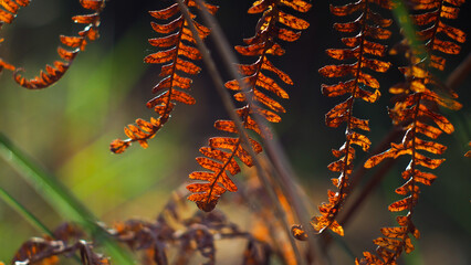 Macro de jeunes feuilles de fougère, dans la forêt des Landes de Gascogne