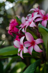 Fototapeta na wymiar Flowers of the frangipani in the morning sun