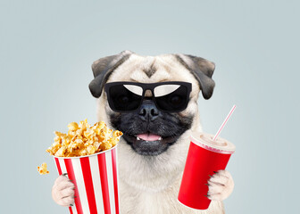 Funny pug dog hipster with cool sunglasses holding popcorn and cola and watching movie. Premiere,...
