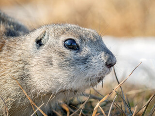 Gophers on the snow in winter-colored fur. Rodents right after winter hibernation.