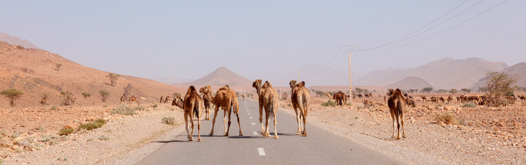 camel crossing the road in desert-  Morocco