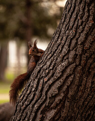 Ardilla del pinar del grao de Castellón 