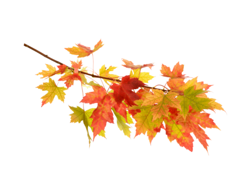 Branch Of Maple Tree With Red and Yellow Leaves, maple leaves isolated on white. PNG