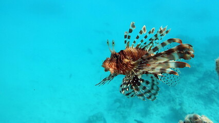 Fototapeta na wymiar Lion Fish, the lionfish preys on a coral reef protected by its long venomous spines. Graceful and beautiful, this fish can move with astonishing speed to catch its prey.