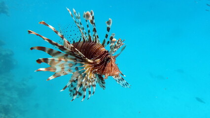 Lion Fish, the lionfish preys on a coral reef protected by its long venomous spines. Graceful and beautiful, this fish can move with astonishing speed to catch its prey.