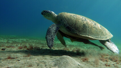 Obraz premium Big Green turtle on the reefs of the Red Sea. Green turtles are the largest of all sea turtles. A typical adult is 3 to 4 feet long and weighs between 300 and 350 pounds. 