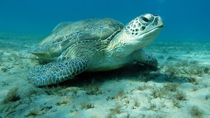 Obraz na płótnie Canvas Big Green turtle on the reefs of the Red Sea. Green turtles are the largest of all sea turtles. A typical adult is 3 to 4 feet long and weighs between 300 and 350 pounds. 